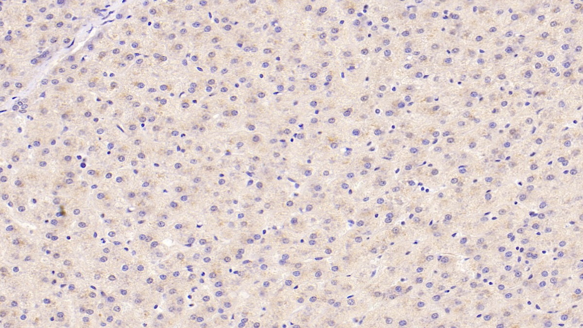 Monoclonal Antibody to Cerebral Dopamine Neurotrophic Factor (CDNF)