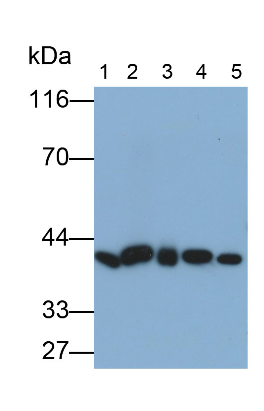Monoclonal Antibody to Glutaredoxin 3 (GLRX3)