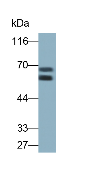 Monoclonal Antibody to Sulfite Oxidase (SUOX)
