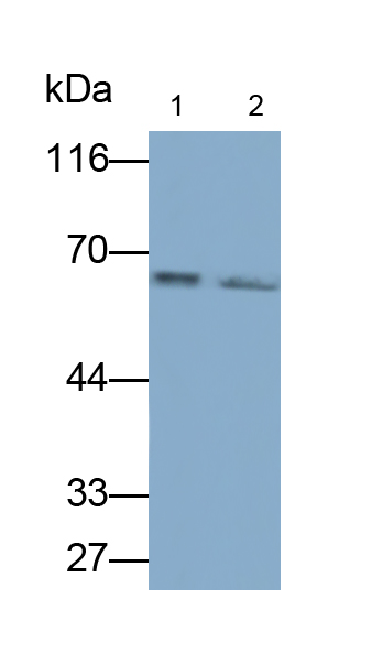 Monoclonal Antibody to p21 Protein Activated Kinase 1 (PAK1)