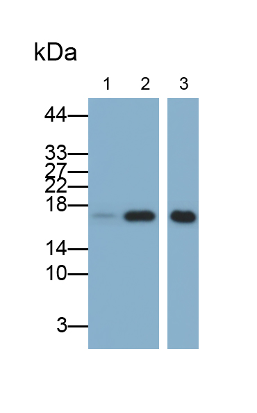 Monoclonal Antibody to Ninjurin 1 (NINJ1)