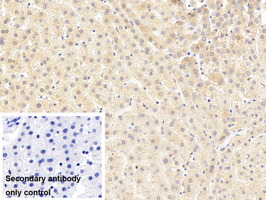 Monoclonal Antibody to Ninjurin 1 (NINJ1)