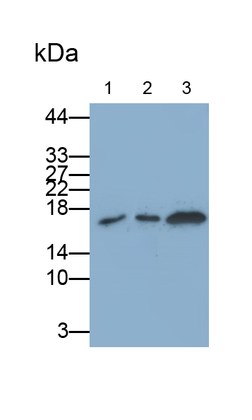 Monoclonal Antibody to Ninjurin 1 (NINJ1)