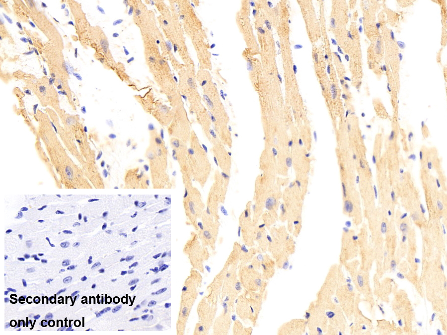 Monoclonal Antibody to Myocilin (MYOC)