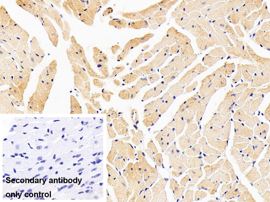 Monoclonal Antibody to Myocilin (MYOC)