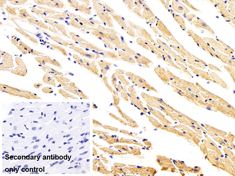 Monoclonal Antibody to Myocilin (MYOC)