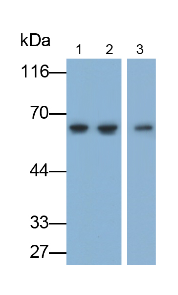 Monoclonal Antibody to Lymphatic Vessel Endothelial Hyaluronan Receptor 1 (LYVE1)
