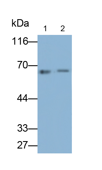 Monoclonal Antibody to Lymphatic Vessel Endothelial Hyaluronan Receptor 1 (LYVE1)