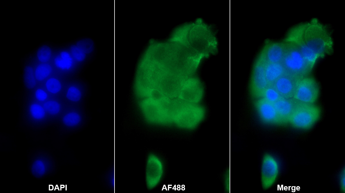 Monoclonal Antibody to Tyrosine 3/Tryptophan 5 Monooxygenase Activation Protein Zeta (YWHAz)