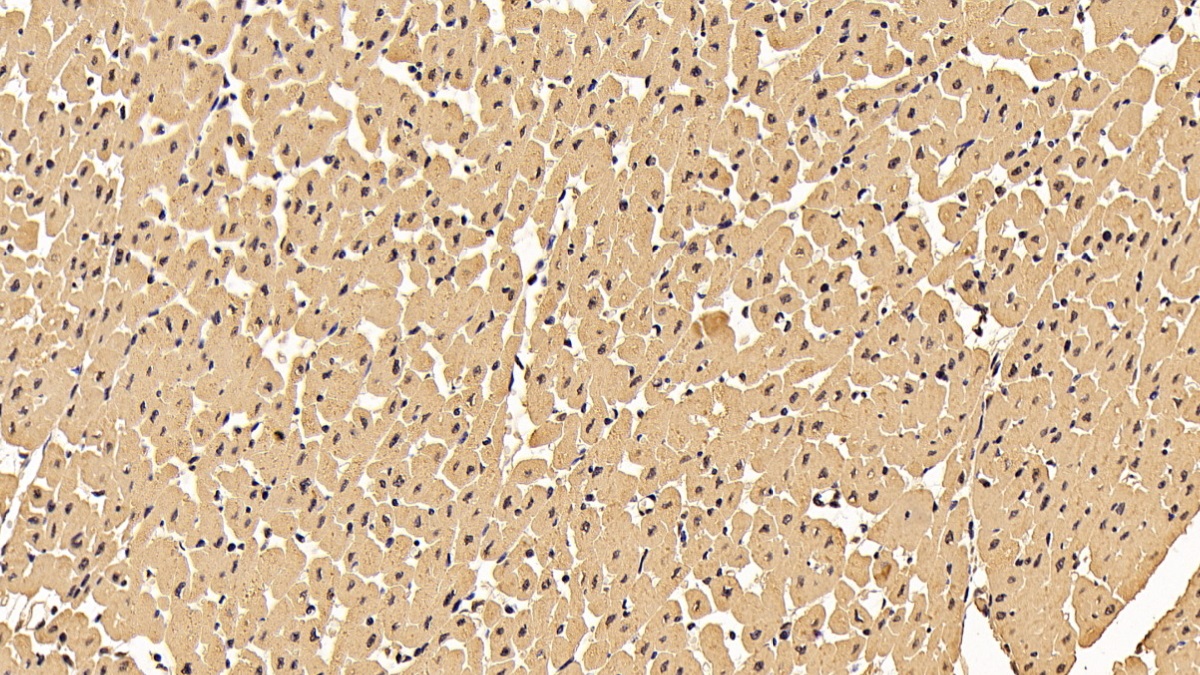 Monoclonal Antibody to Tyrosine 3/Tryptophan 5 Monooxygenase Activation Protein Zeta (YWHAz)