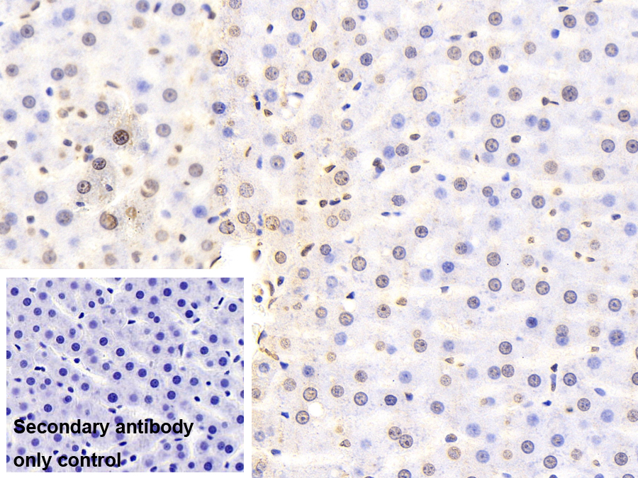 Monoclonal Antibody to Snail Homolog 1 (SNAI1)