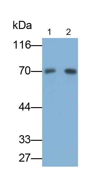 Monoclonal Antibody to Potassium Intermediate Small Conductance Calcium Activated Channel Subfamily N, Member 2 (KCNN2)