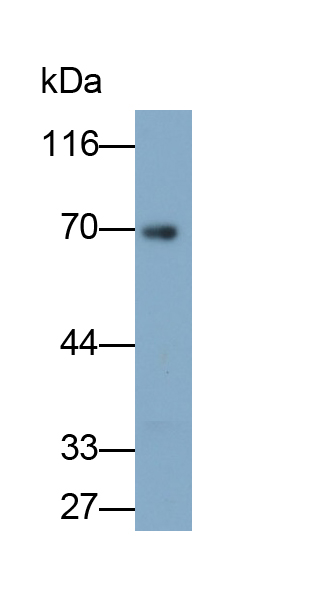 Monoclonal Antibody to Potassium Intermediate Small Conductance Calcium Activated Channel Subfamily N, Member 2 (KCNN2)