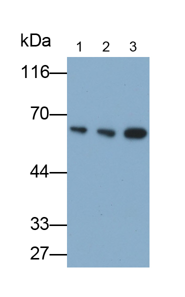 Monoclonal Antibody to Potassium Intermediate Small Conductance Calcium Activated Channel Subfamily N, Member 2 (KCNN2)