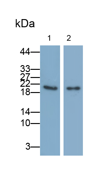 Monoclonal Antibody to Niemann Pick Disease Type C2 (NPC2)