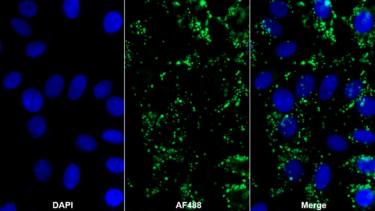 Monoclonal Antibody to Ubiquitin Cross Reactive Protein (UCRP)