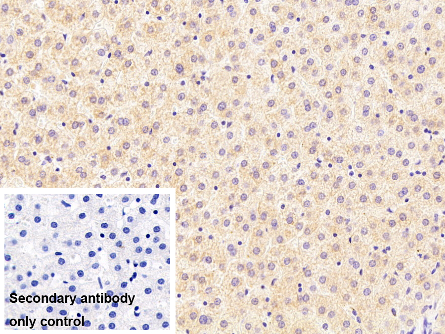 Monoclonal Antibody to Ubiquitin Cross Reactive Protein (UCRP)