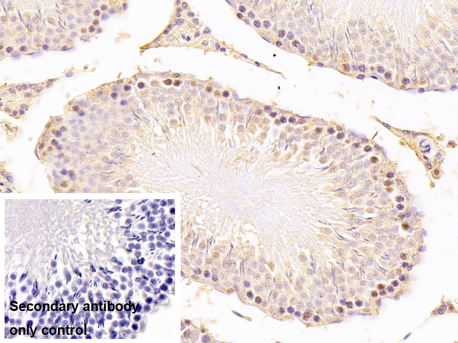 Monoclonal Antibody to Kelch Like ECH Associated Protein 1 (KEAP1)