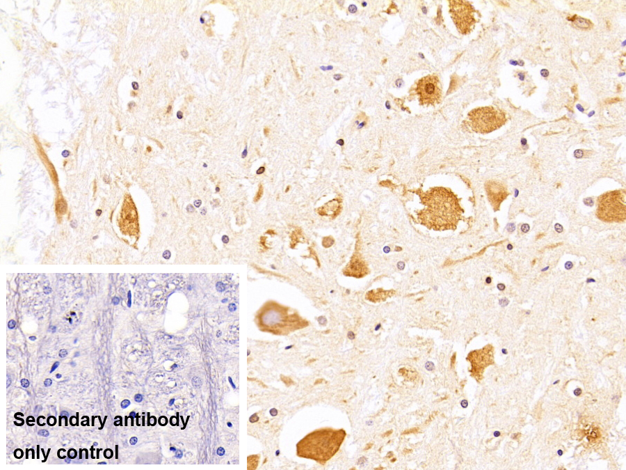 Monoclonal Antibody to Kelch Like ECH Associated Protein 1 (KEAP1)