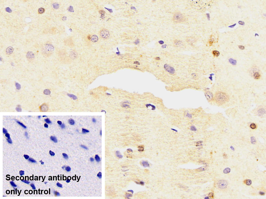 Monoclonal Antibody to Kelch Like ECH Associated Protein 1 (KEAP1)