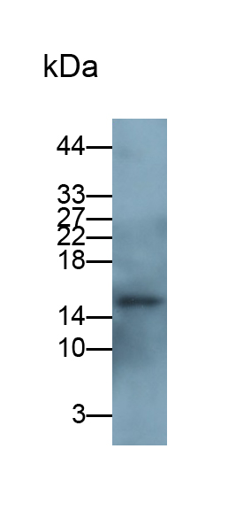 Monoclonal Antibody to Microtubule Associated Protein 1 Light Chain 3 Alpha (MAP1LC3a)