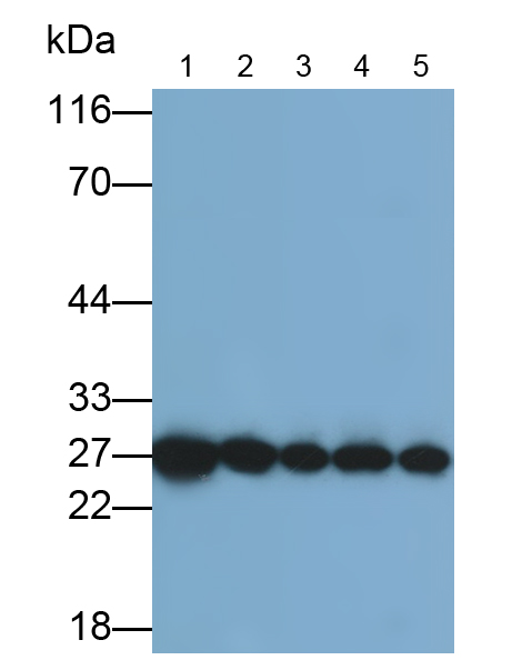 Monoclonal Antibody to V-Ral Simian Leukemia Viral Oncogene Homolog A (RALA)