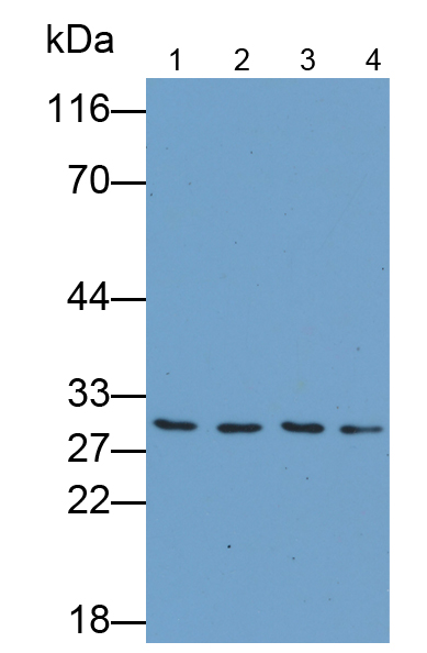 Monoclonal Antibody to V-Ral Simian Leukemia Viral Oncogene Homolog A (RALA)