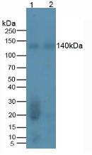 Monoclonal Antibody to REV1 Homolog (REV1)