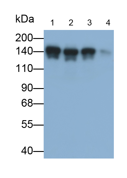 Monoclonal Antibody to REV1 Homolog (REV1)