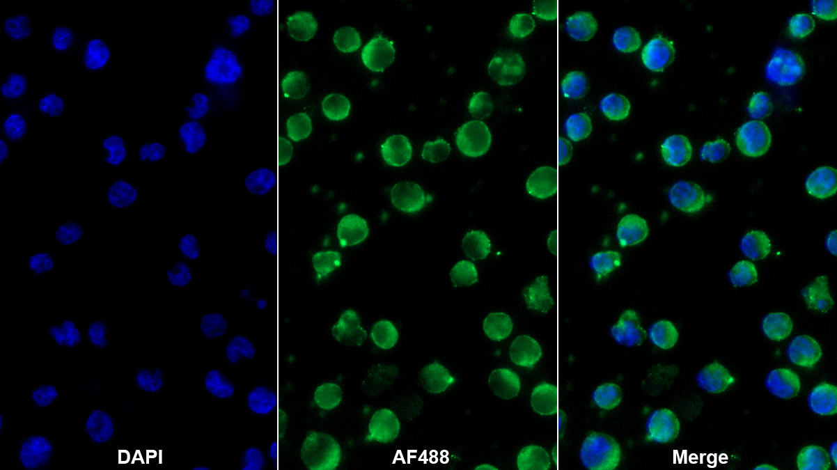 Monoclonal Antibody to T-Cell Immunoreceptor With Ig And ITIM Domains Protein (TIGIT)