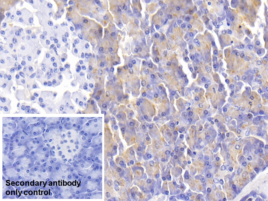 Monoclonal Antibody to Amylase Alpha 2B, Pancreatic (AMY2B)
