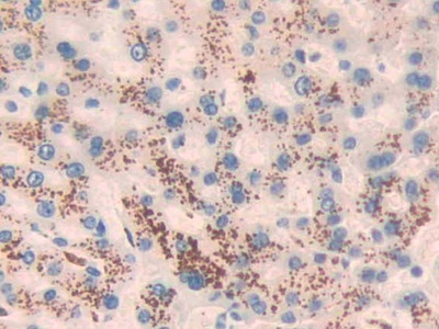Monoclonal Antibody to Angiotensin 1-7 (Ang1-7)