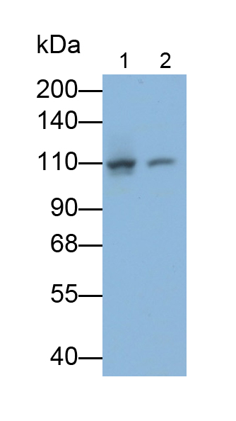 Monoclonal Antibody to Complement Component 3c (C3c)