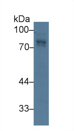 Polyclonal Antibody to Activated Leukocyte Cell Adhesion Molecule (ALCAM)