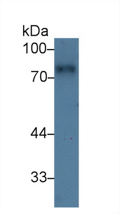 Polyclonal Antibody to Activated Leukocyte Cell Adhesion Molecule (ALCAM)