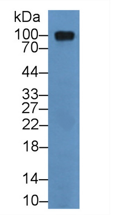 Polyclonal Antibody to Activated Leukocyte Cell Adhesion Molecule (ALCAM)