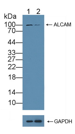 Polyclonal Antibody to Activated Leukocyte Cell Adhesion Molecule (ALCAM)