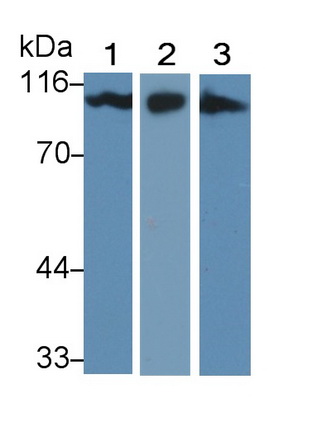 Polyclonal Antibody to Activated Leukocyte Cell Adhesion Molecule (ALCAM)