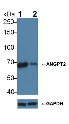 Polyclonal Antibody to Angiopoietin 2 (ANGPT2)