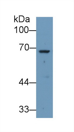 Polyclonal Antibody to Angiopoietin 2 (ANGPT2)