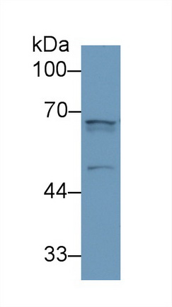 Polyclonal Antibody to Angiopoietin 2 (ANGPT2)