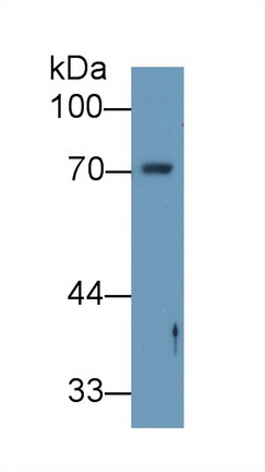 Polyclonal Antibody to Angiopoietin 2 (ANGPT2)