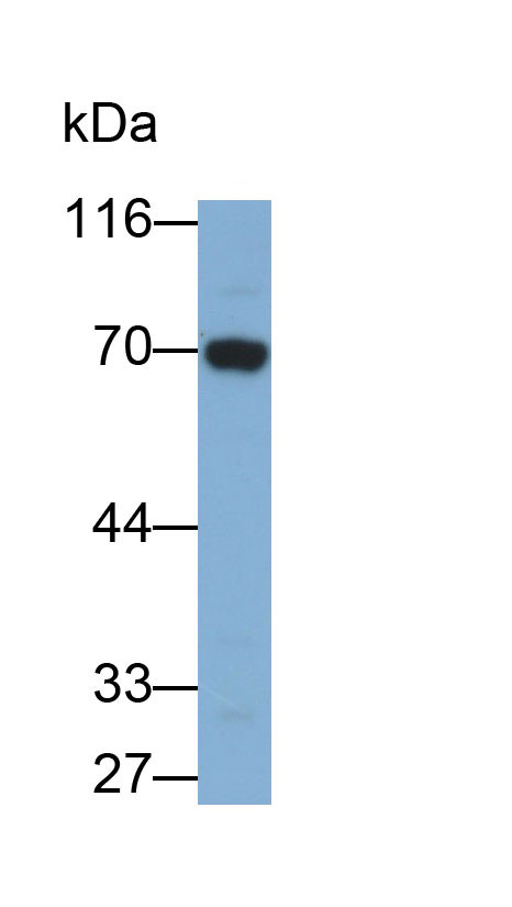 Polyclonal Antibody to Angiopoietin 2 (ANGPT2)