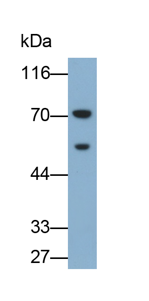 Polyclonal Antibody to Angiopoietin 2 (ANGPT2)