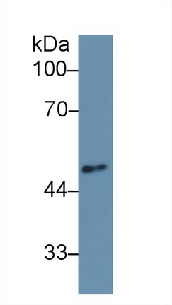 Polyclonal Antibody to Angiopoietin 2 (ANGPT2)