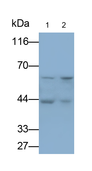 Polyclonal Antibody to Bone Morphogenetic Protein 2 (BMP2)