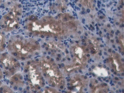 Polyclonal Antibody to Bone Morphogenetic Protein 4 (BMP4)