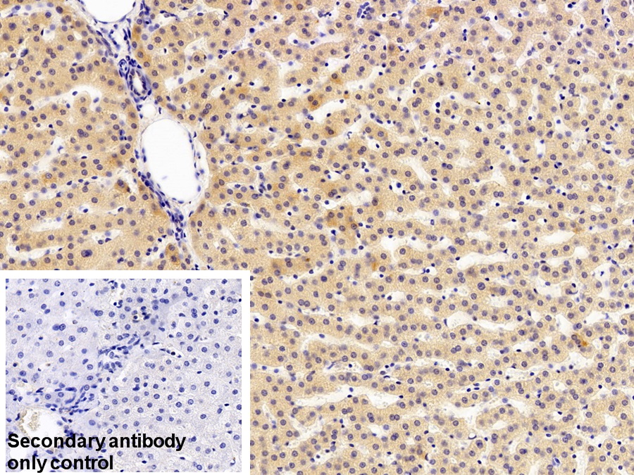 Polyclonal Antibody to Erythropoietin (EPO)