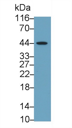 Polyclonal Antibody to Factor Related Apoptosis (FAS)