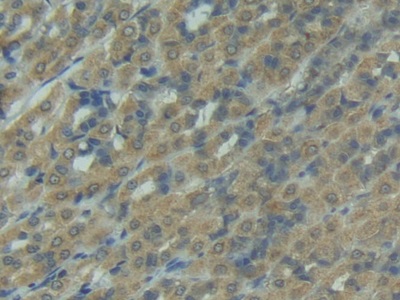 Polyclonal Antibody to Factor Related Apoptosis Ligand (FASL)